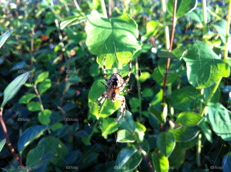 web spider spindel spindelnät by ingalena