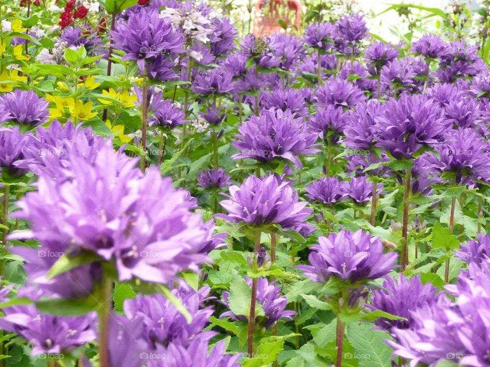 purple flowers in green foliage