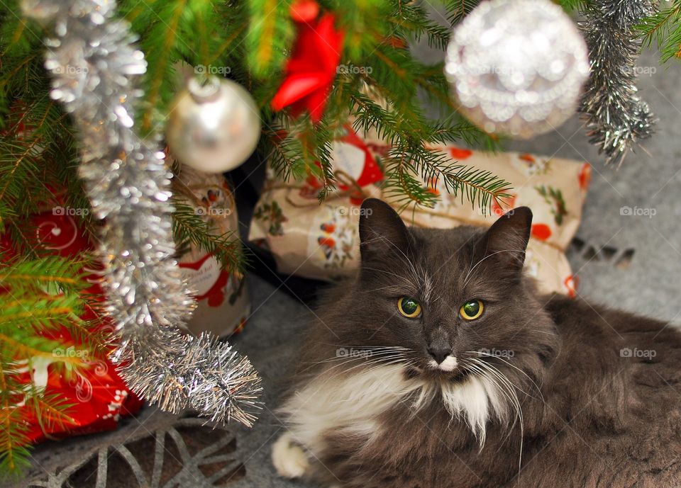 A cat under the Christmas tree