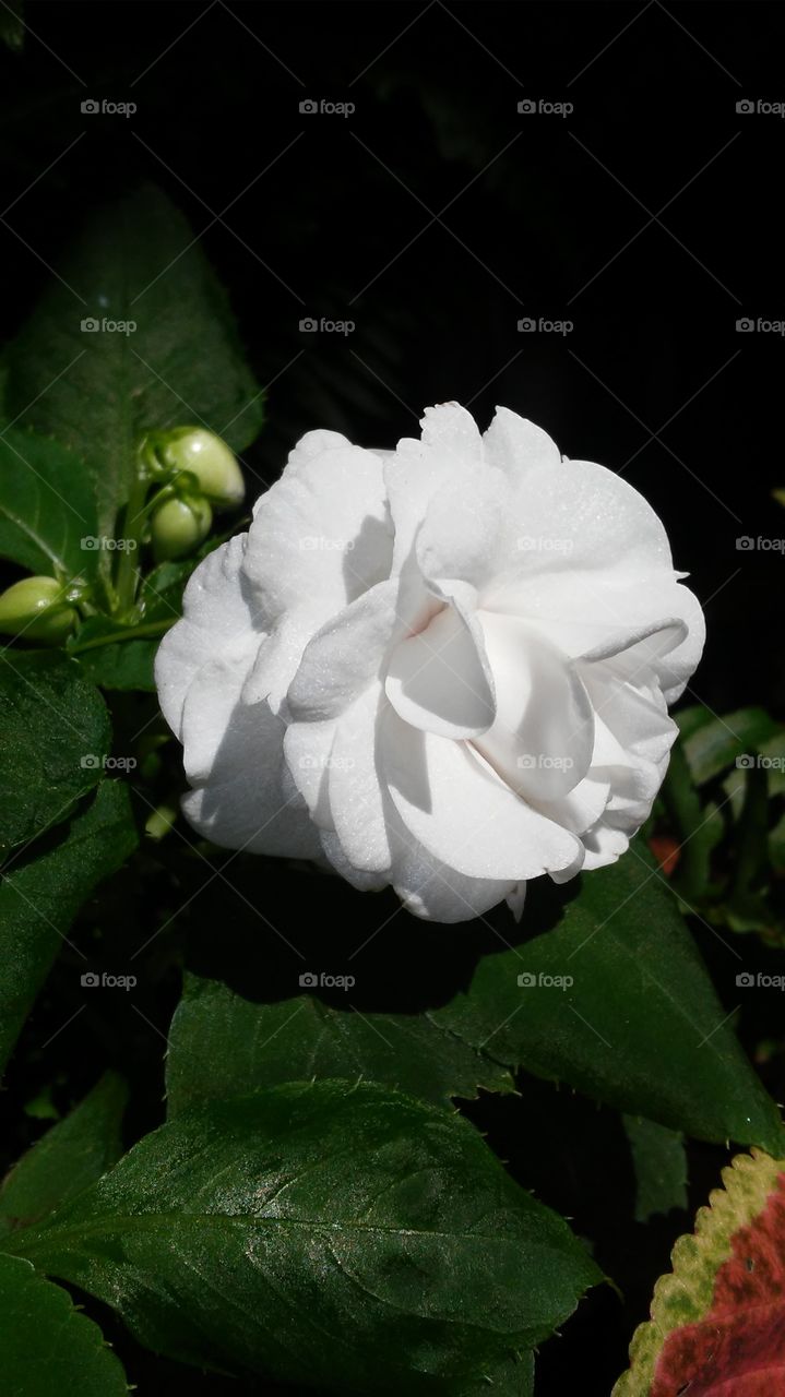 Flower, Nature, Leaf, Flora, No Person