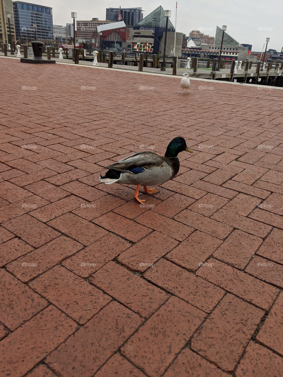 urban duck