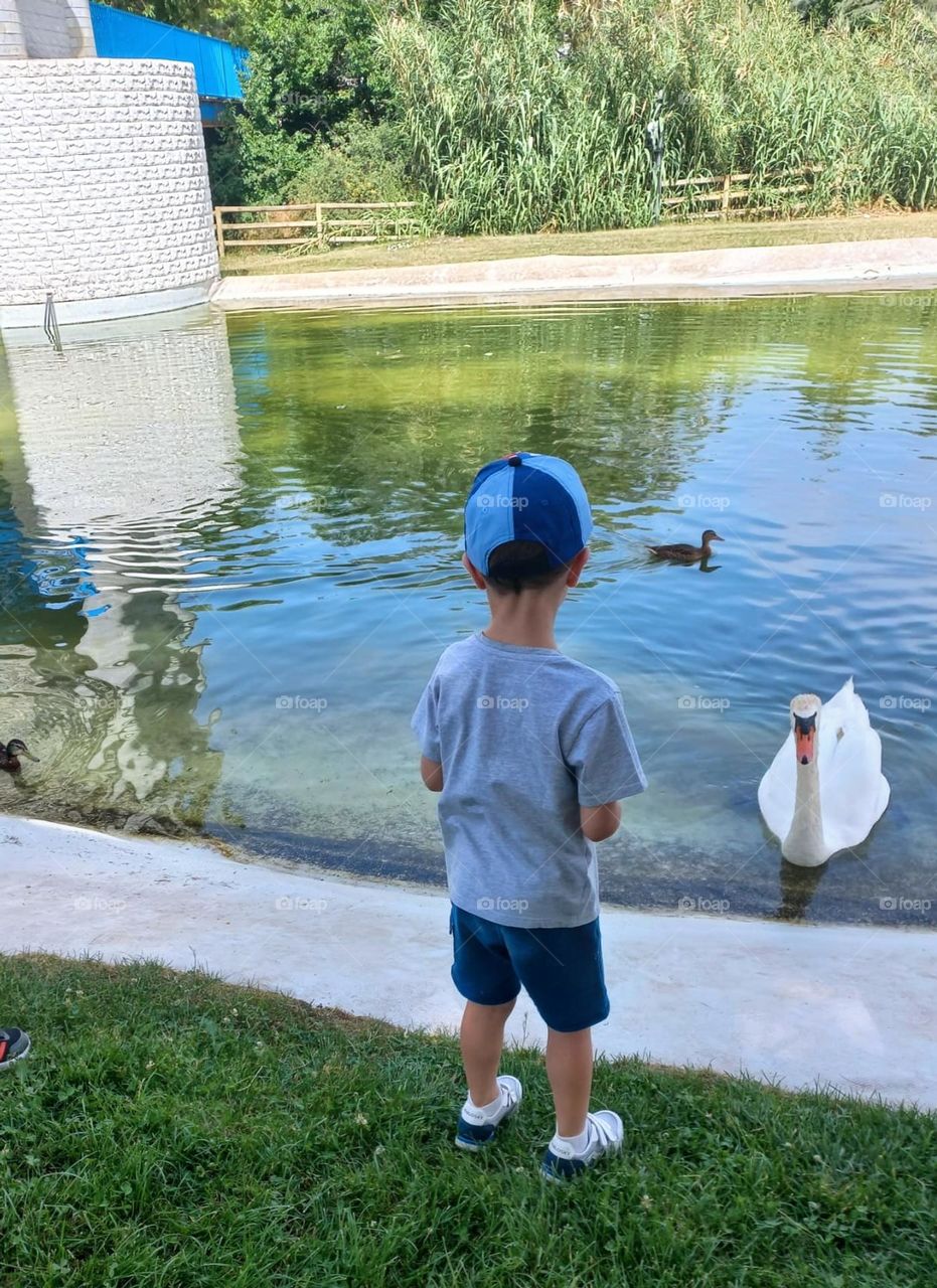 Urban Wildlife. Swan in the lake