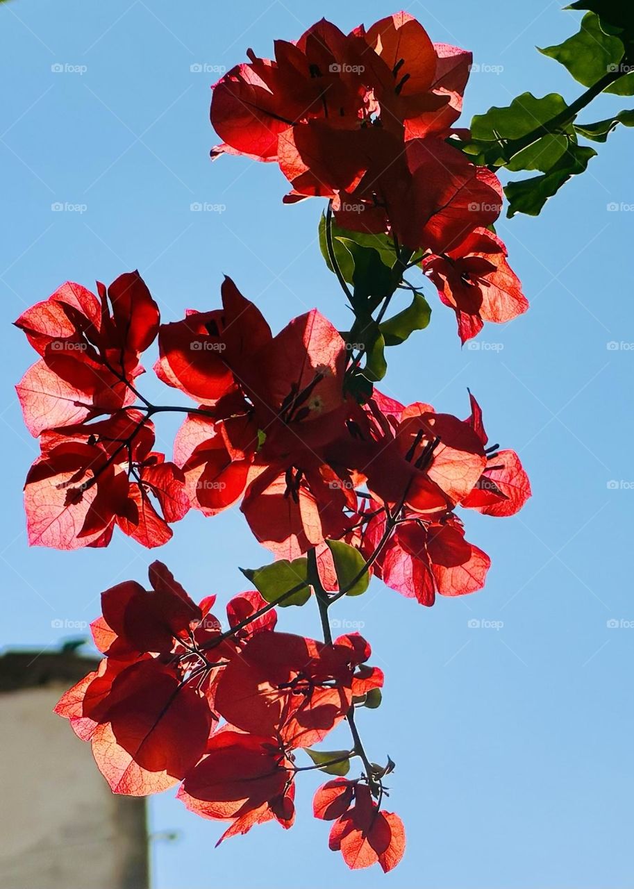 Red bougainvillea backlit by the sun.