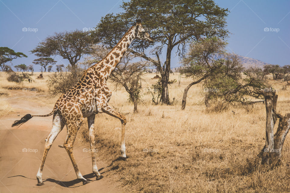 Running giraffe in the Savanna