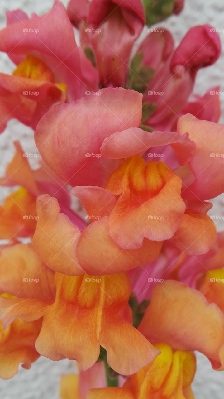 macro
close up
Antirrhinum is a genus of plants commonly known as dragon flowers or snapdragons because of the flowers' fancied resemblance to the face of a dragon that opens and closes its mouth when laterally squeezed. They are native to rocky areas of Europe
tricolour orange pink.