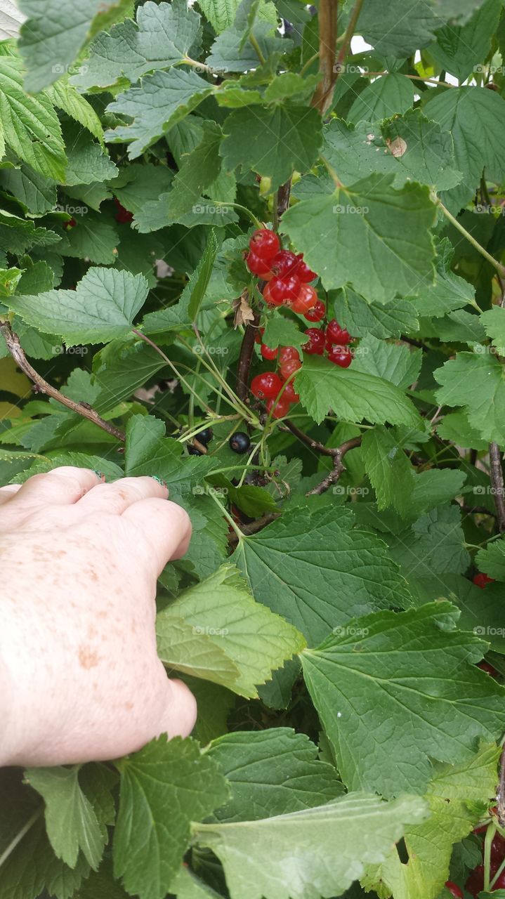 redcurrant