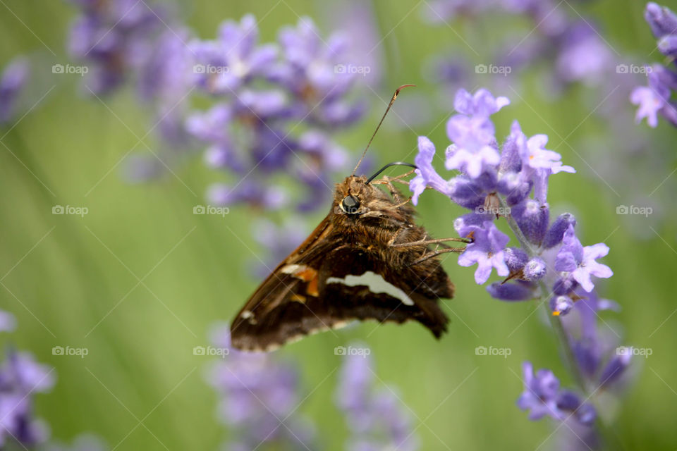 Butterfly on lavender bloom