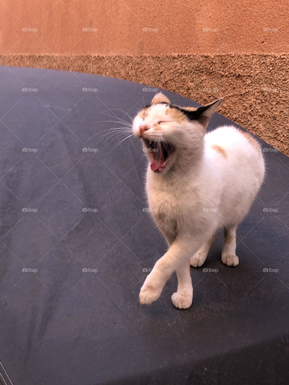 One cat sitting on a car .