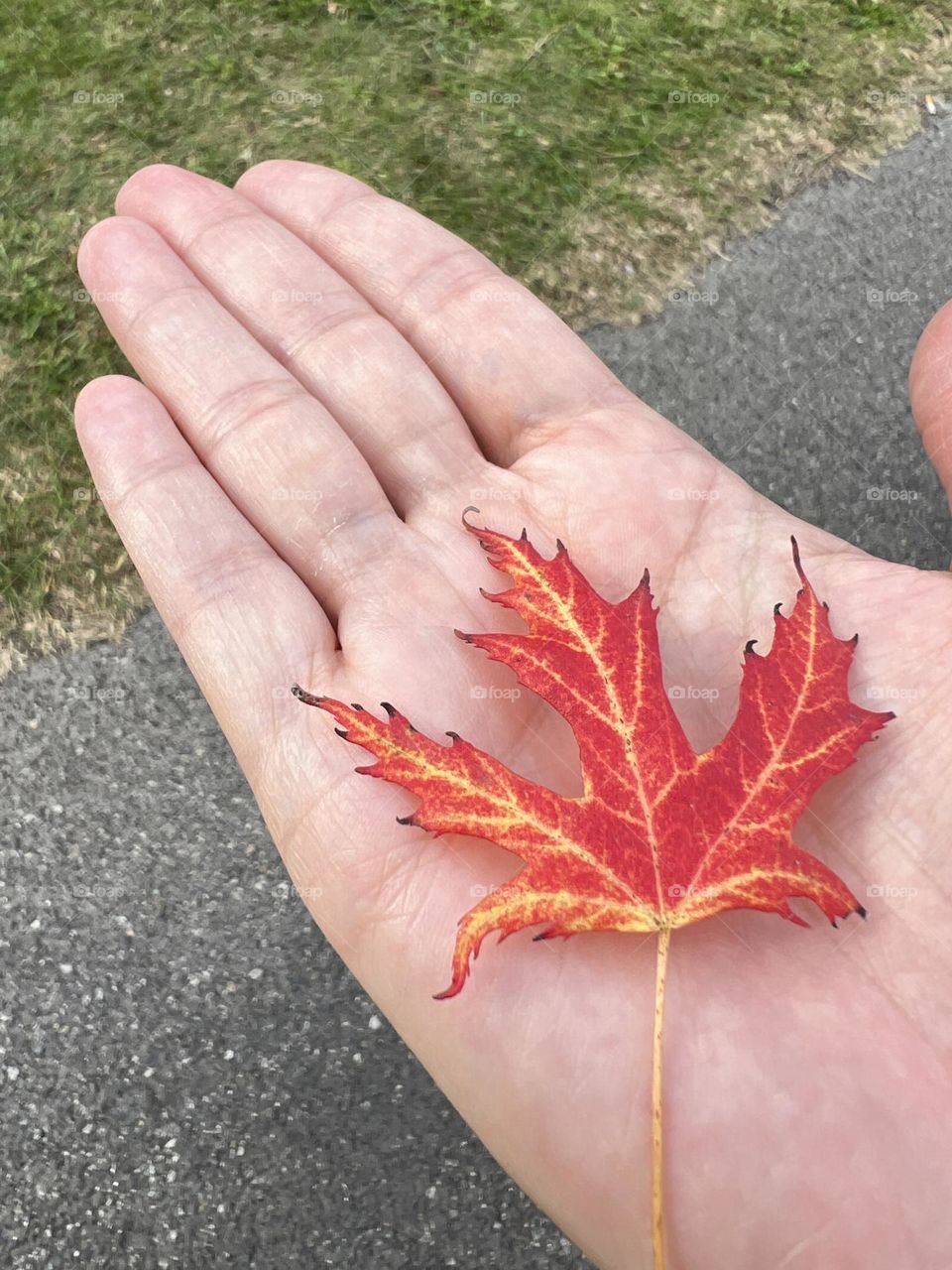 Red and yellow leave 