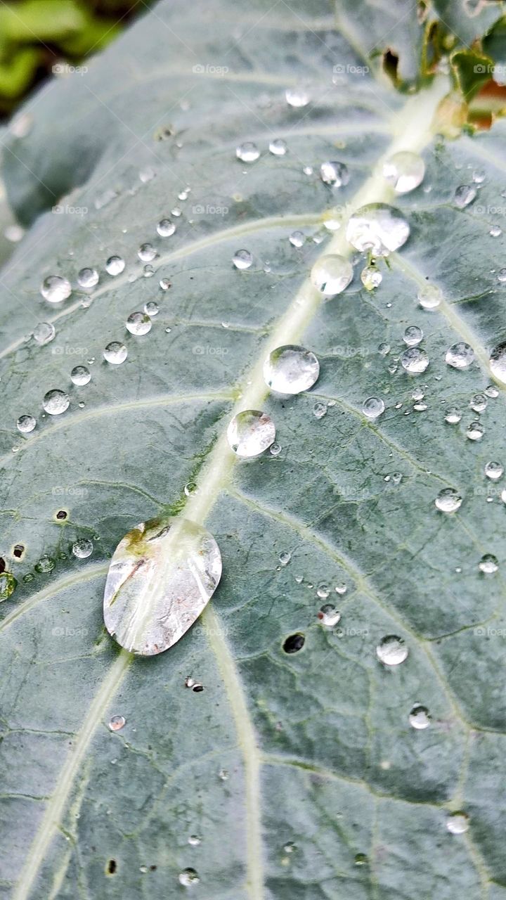 drops of water on the cabbage