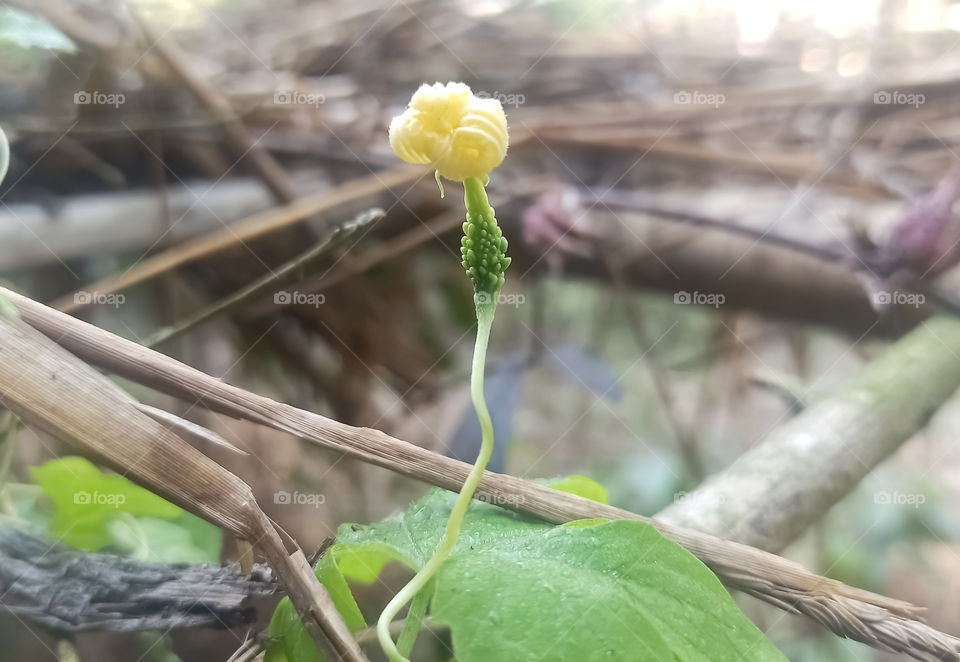 Growing Bitter Gourd Photo
Bitter gourd is also a vegetable of many names. It is equally known as bitter melon, bitter cucumber, balsam-pear, bitter apple, or bitter squash.