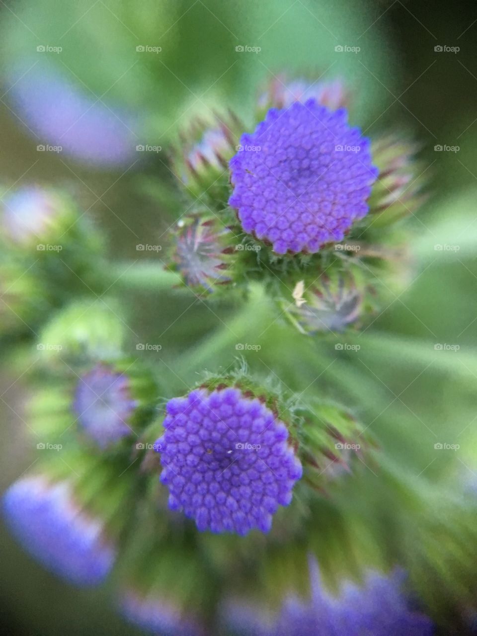 Purple blossoms