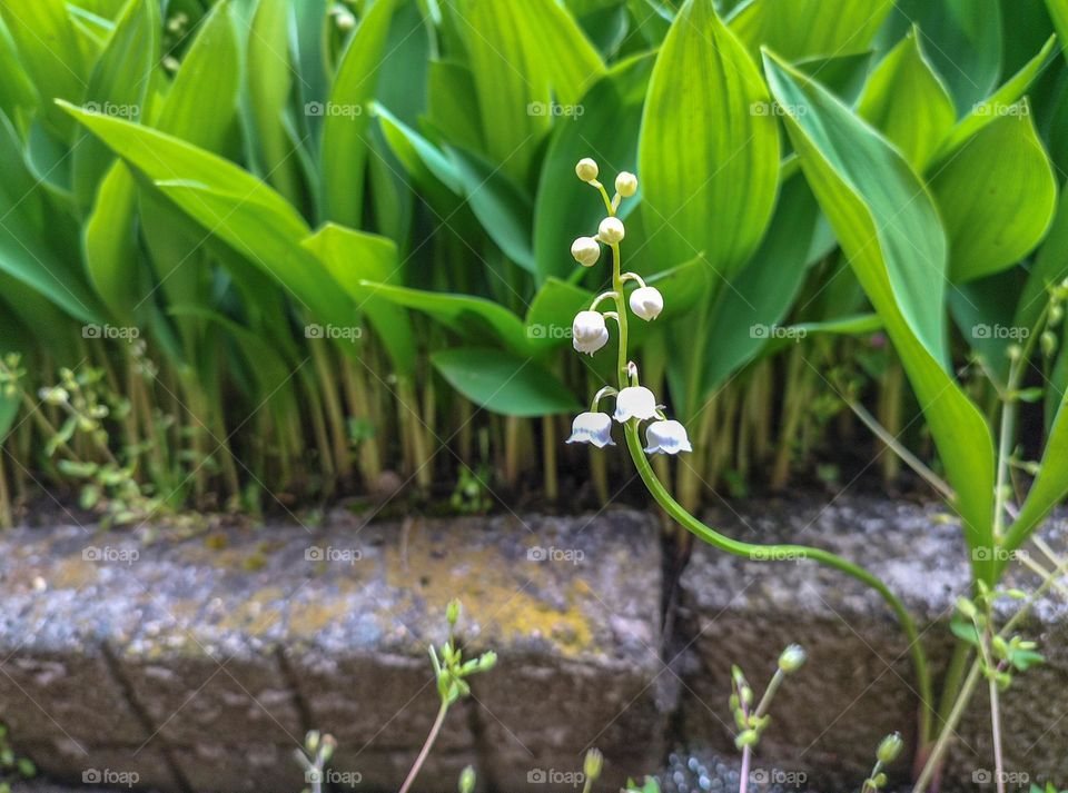 Spring flowers, Lily of the valley