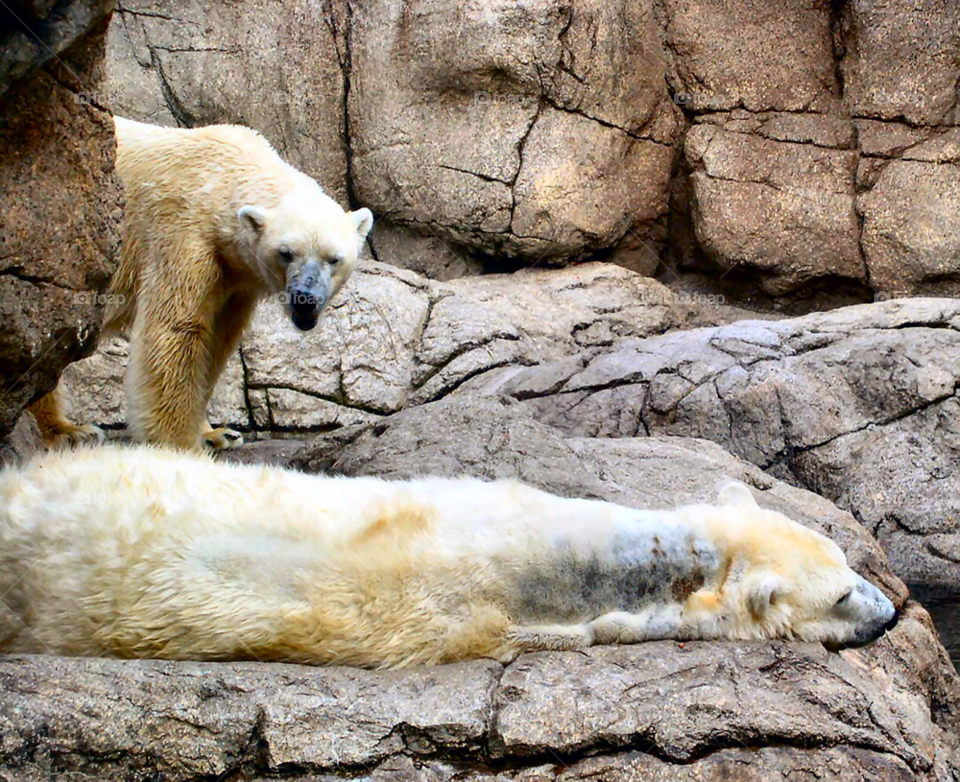 bear polar bear bears polar by refocusphoto