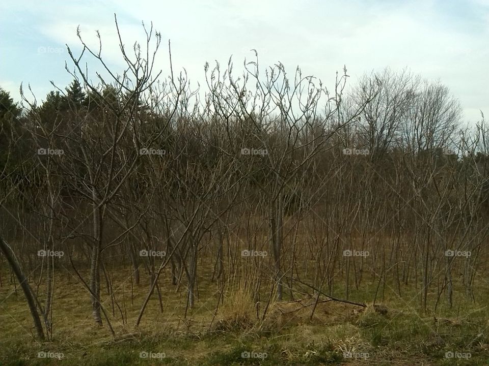 spring bramble patch