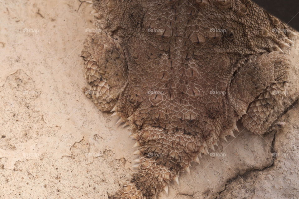 Horned toad tail macro