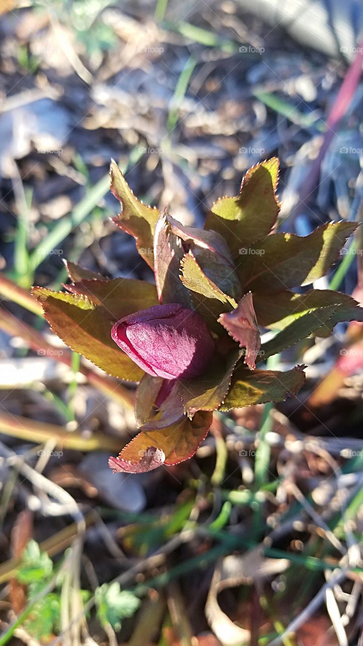new spring growth in the garden