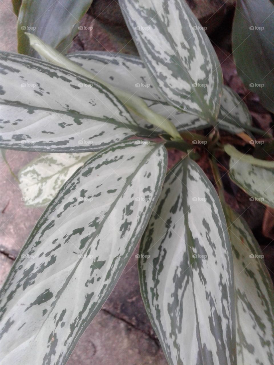 Dracaena species