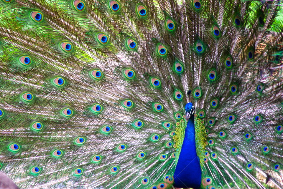 A peacock in full plumage at the Philadelphia zoo.