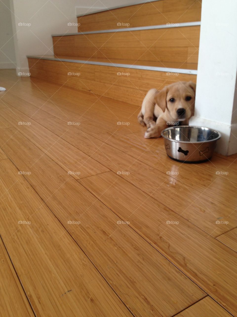 Floor, Family, Wood, Hardwood, Furniture