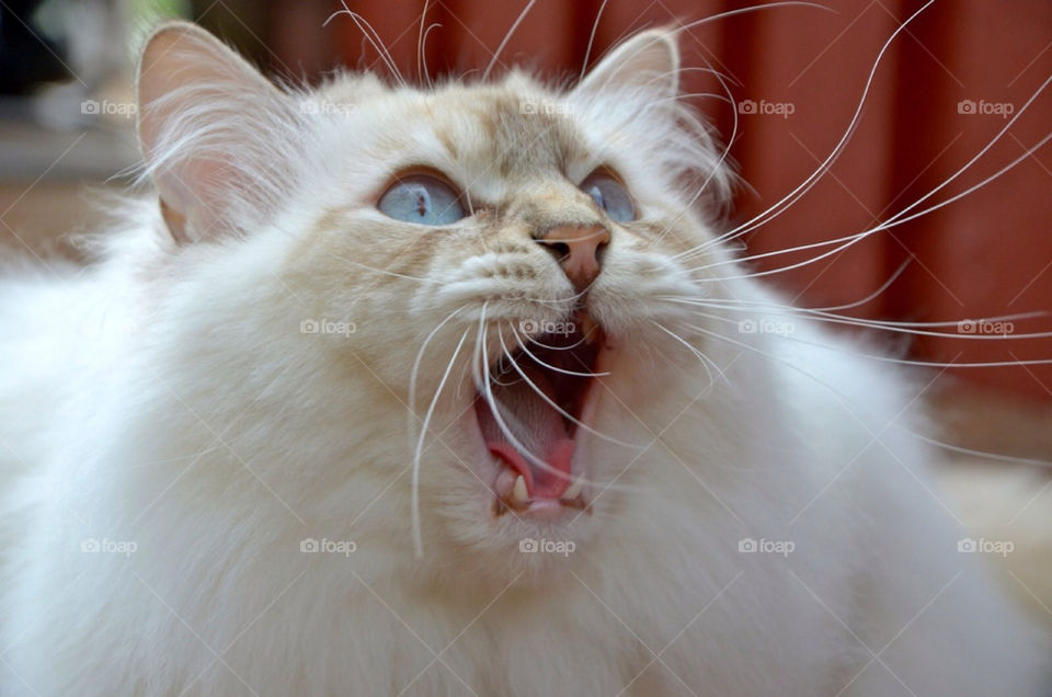 white teeth cat katt by paula