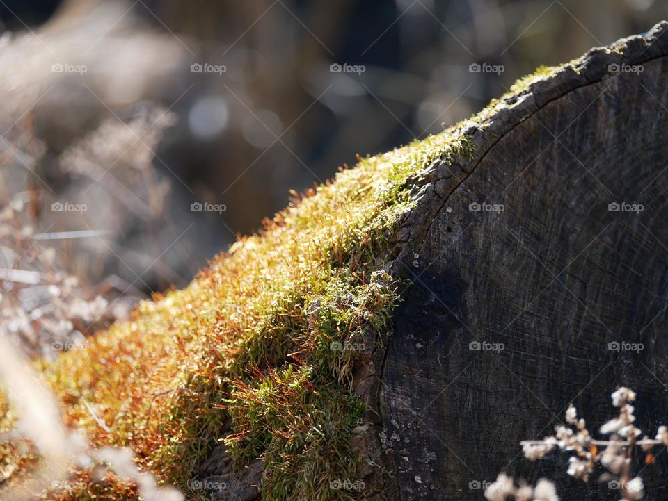 A touch of spring. Moss on a log.