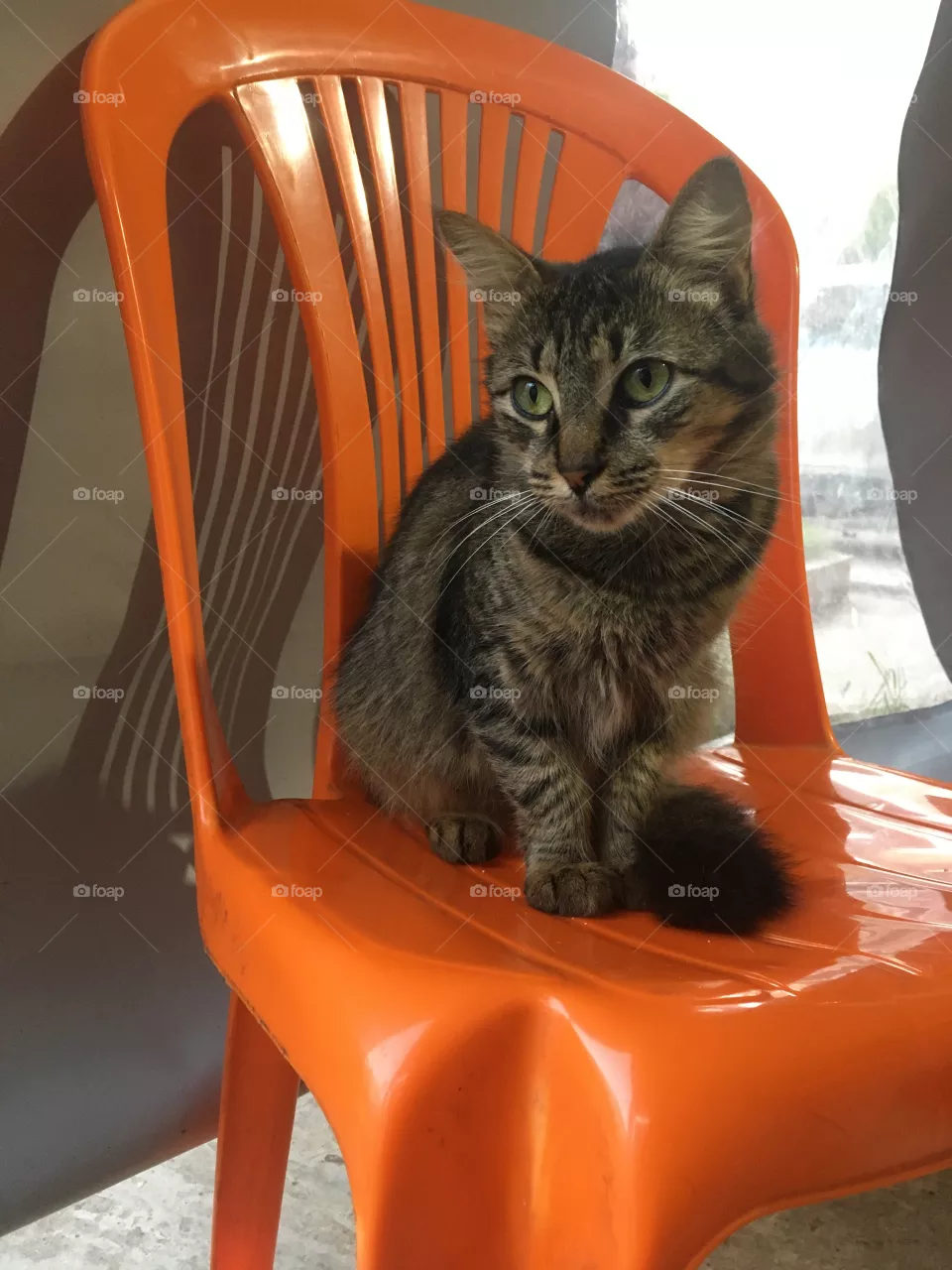Cat  