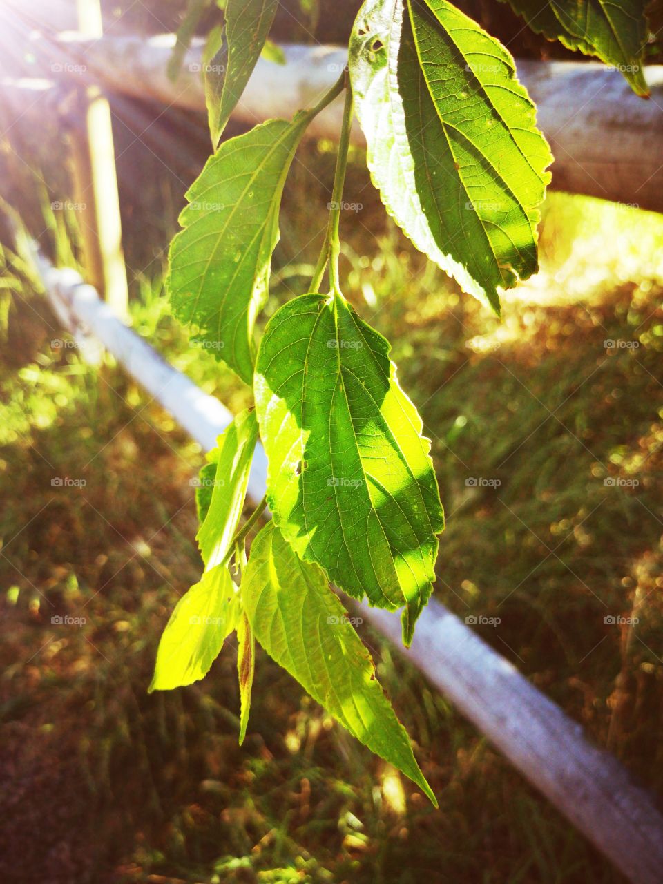 Sunlight and green leaves