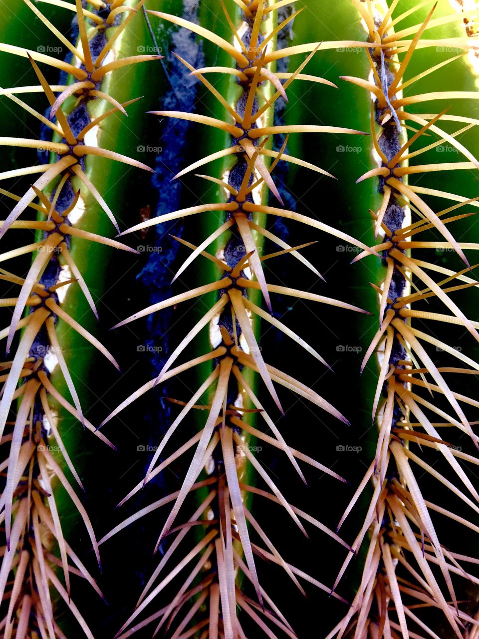 Prickly Pear