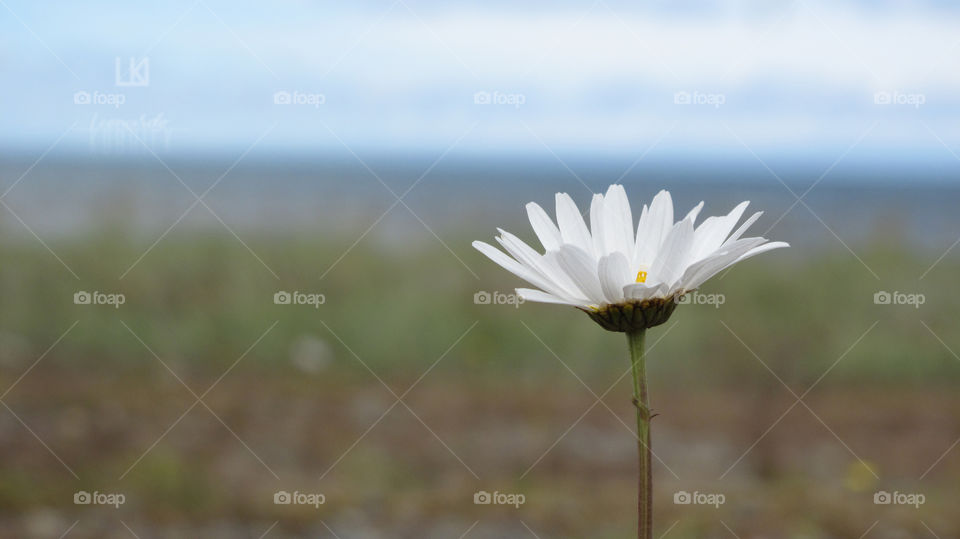 FLOR PARA LA SOLEDAD (FLOWER FOR SOLITUDE) _Ī Leonardo Kubrick