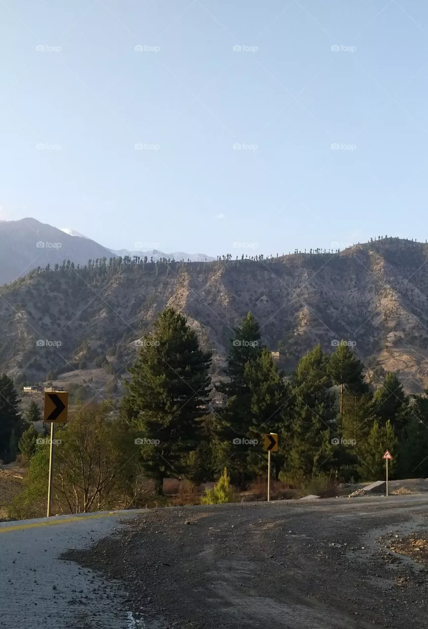 long trees and mountain