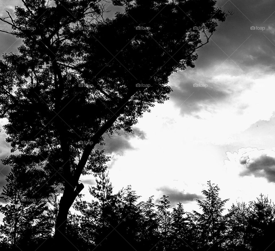 Black and White Night Sky