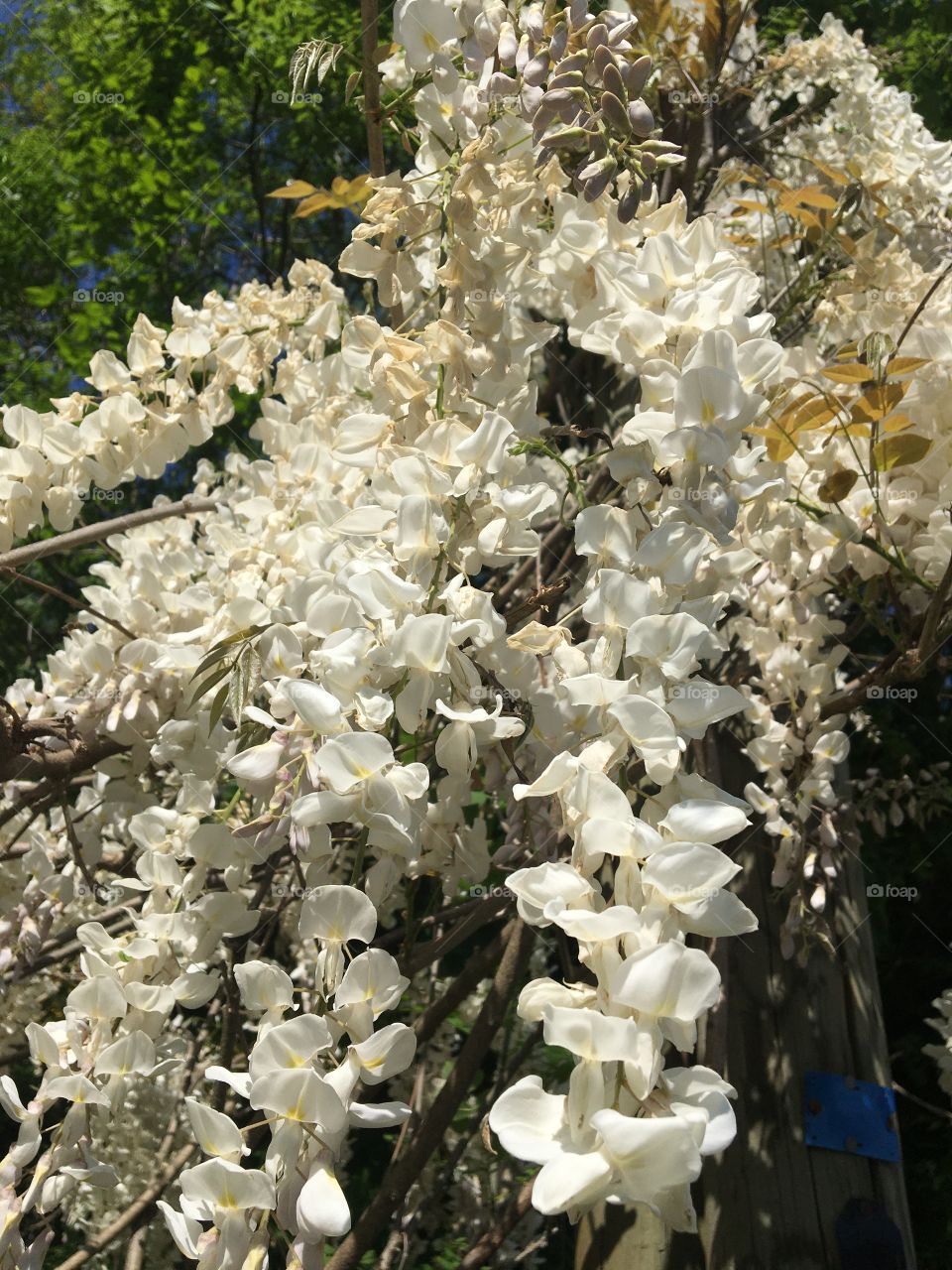 White wisteria 