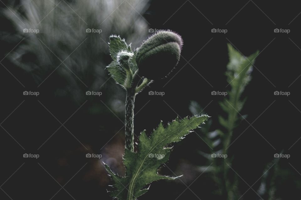 A narcissus growing in the dark