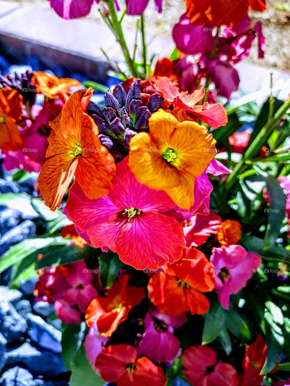 pink and orange flowers growing together. blooming on a bright sunny spring day