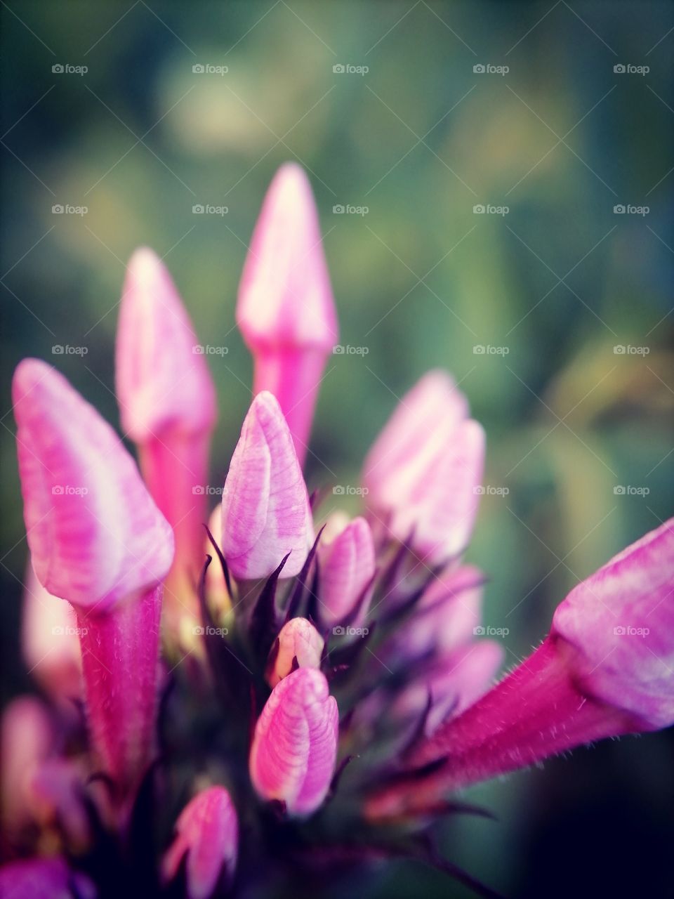 Flowers, roses, daisies, sky, summer, wild flowers, macro, insects,