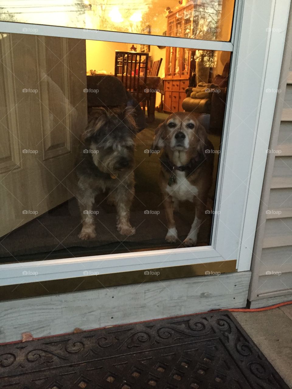 Beagle and Sniffon cousin patiently waiting at the door on Thanksgiving. 