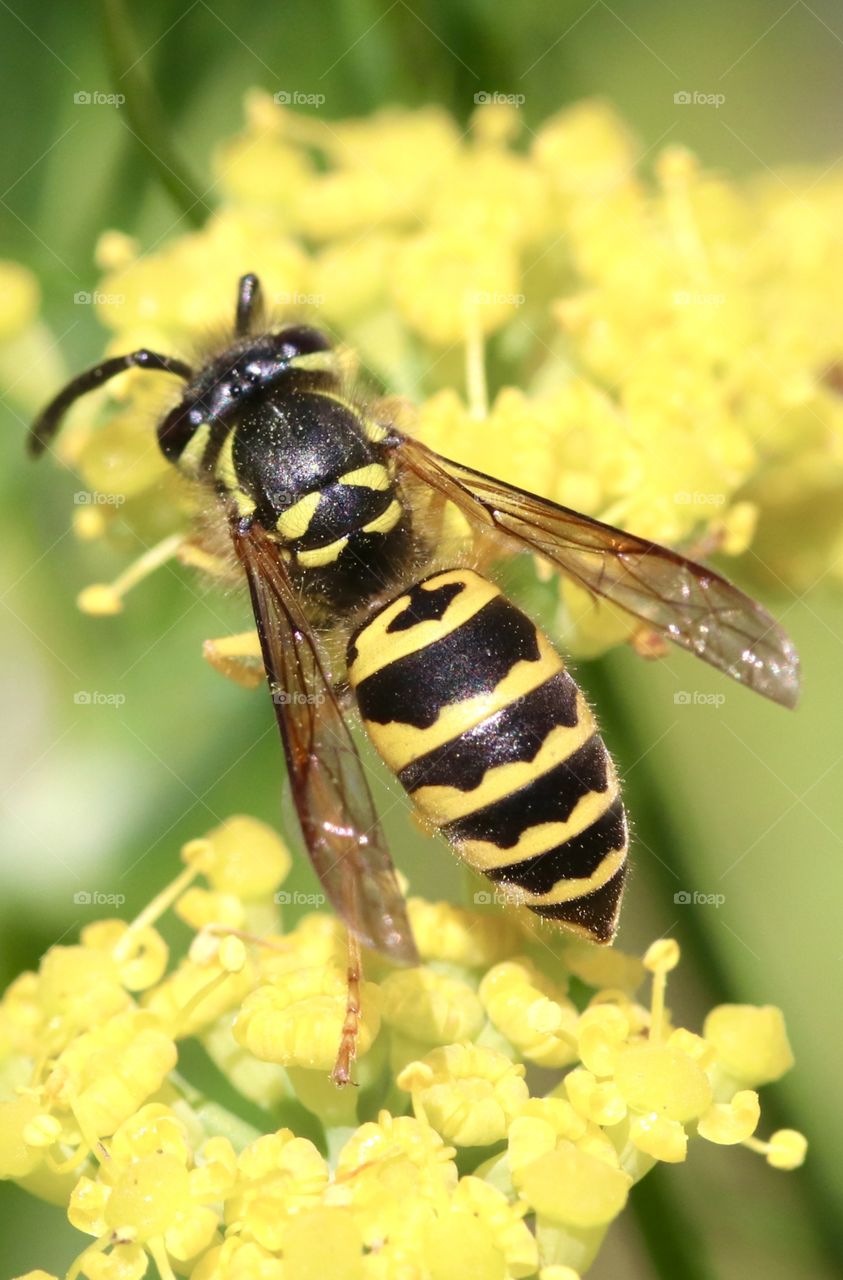 Yellow jacket on goldenrod 