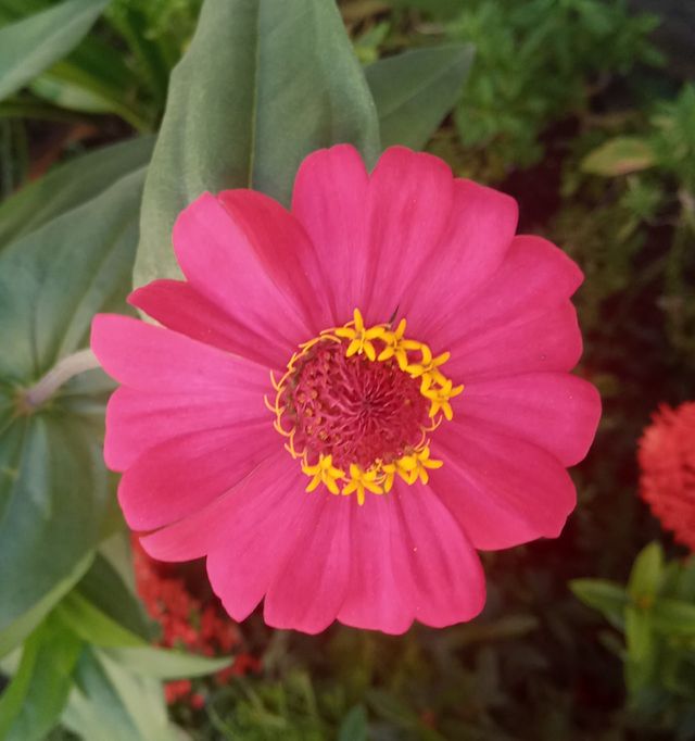 Flower Brazil