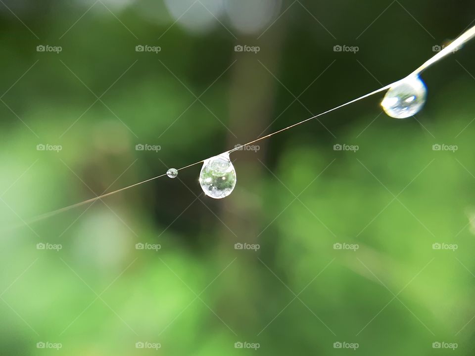 RAIN DROPS ON THE SPIDER WEB