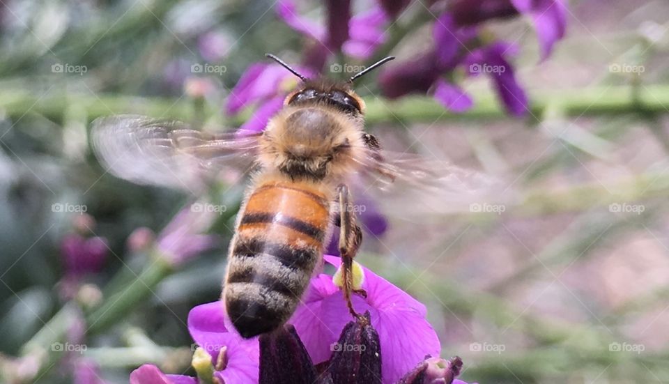 Bee in flight 