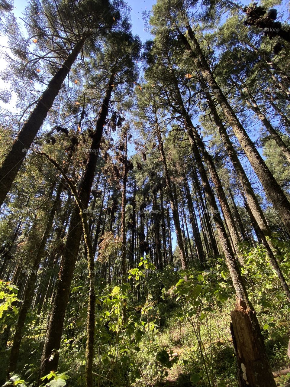 This time of the year all the monarch butterflies fly to Mexico City and we get these spectacular pictures of them in a sanctuary, we had to hike for 1 hour to get to this place, but it was worth it. 🦋