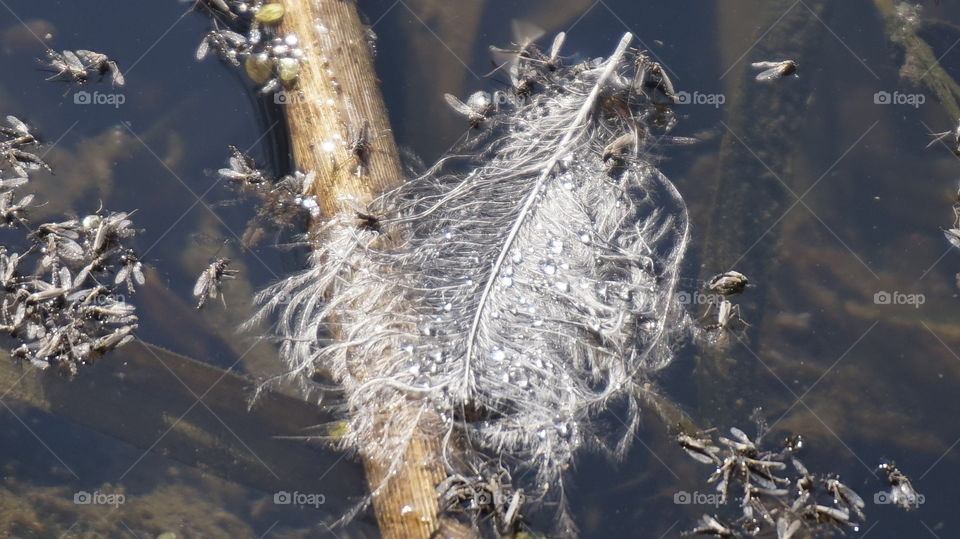 feather of a bird in the water. nature