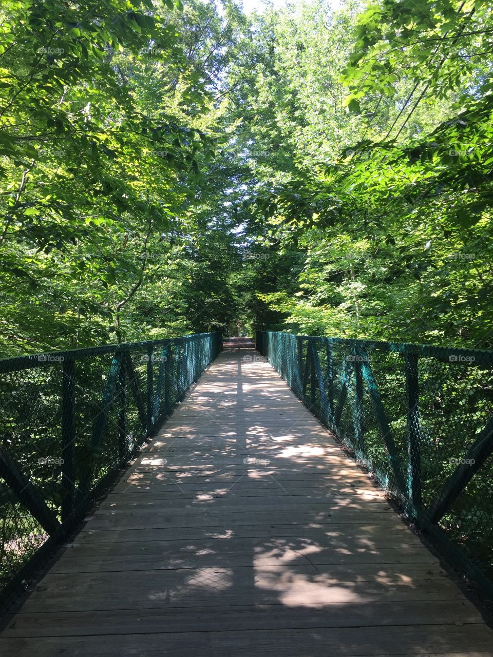 Striding across the bridge, I felt overwhelmed by the greenery surrounding me...