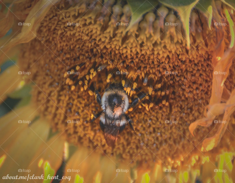 Bumblebee nestled in a Sunflower