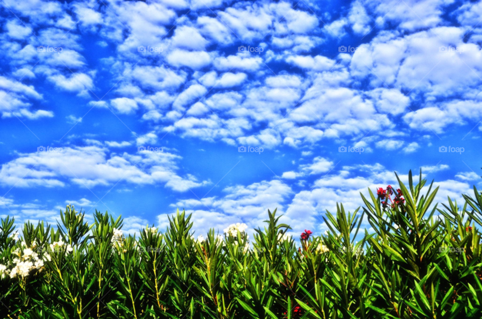 sky green nature flower by gaguling