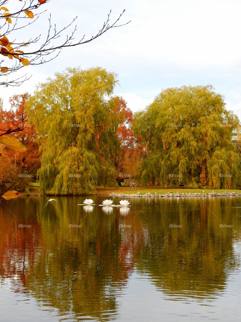 Bird flying over lake in autumn