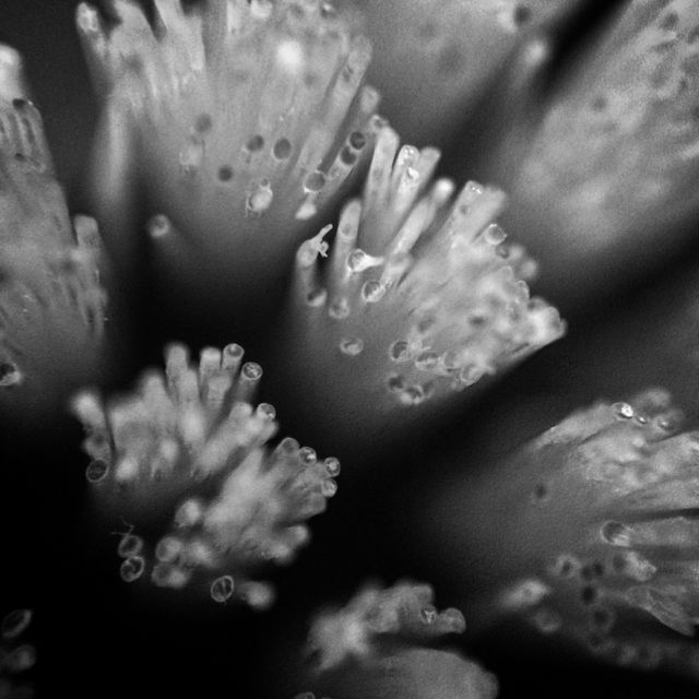 Macro Bristles
