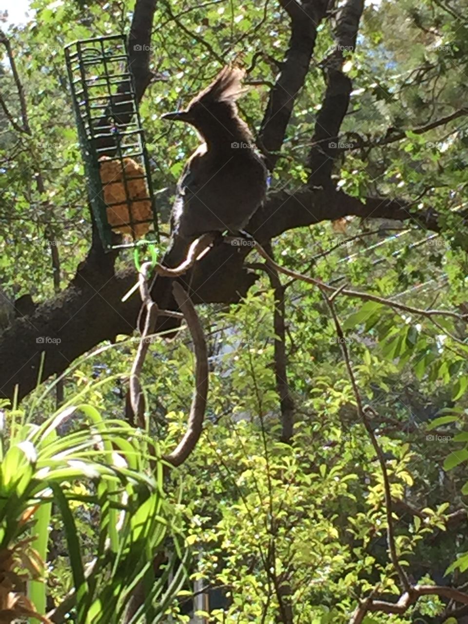 stellar Jay in profile. bird in a tree, bird with suet