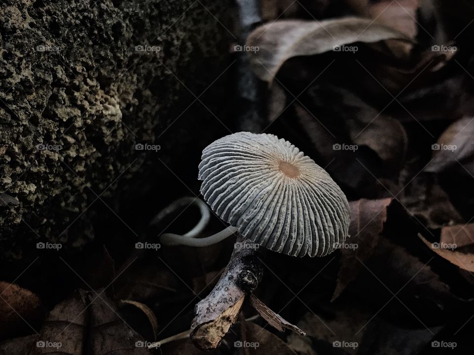 Mushroom growing from underneath a stone in my flowerbed